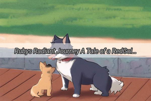 Rubys Radiant Journey A Tale of a RedGolden Canine Champion